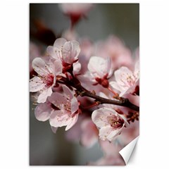 Plum Blossoms Canvas 20  X 30   by trendistuff