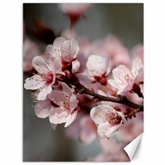 Plum Blossoms Canvas 36  X 48  