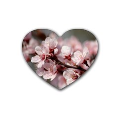 Plum Blossoms Heart Coaster (4 Pack)  by trendistuff