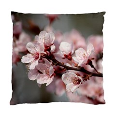 Plum Blossoms Standard Cushion Case (one Side)  by trendistuff