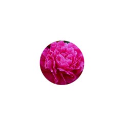 Paeonia Eleanor 1  Mini Magnets by trendistuff