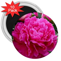 Paeonia Eleanor 3  Magnets (10 Pack)  by trendistuff