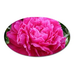 Paeonia Eleanor Oval Magnet