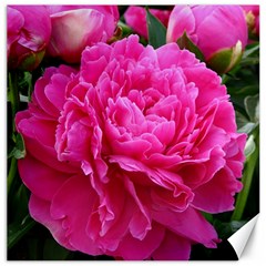 Paeonia Eleanor Canvas 20  X 20   by trendistuff