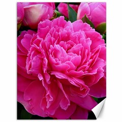 Paeonia Eleanor Canvas 36  X 48   by trendistuff