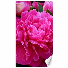 Paeonia Eleanor Canvas 40  X 72  