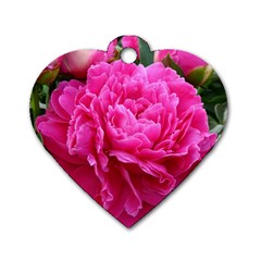 Paeonia Eleanor Dog Tag Heart (two Sides) by trendistuff