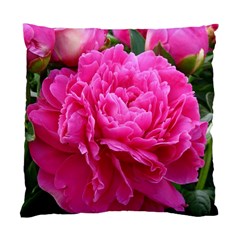 Paeonia Eleanor Standard Cushion Case (one Side) 