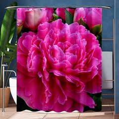 Paeonia Eleanor Shower Curtain 60  X 72  (medium) 