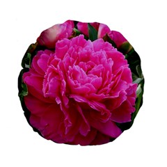 Paeonia Eleanor Standard 15  Premium Flano Round Cushions