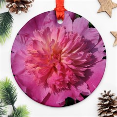 Paeonia Coral Ornament (round)  by trendistuff