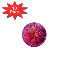 Paeonia Coral 1  Mini Buttons (10 Pack) 