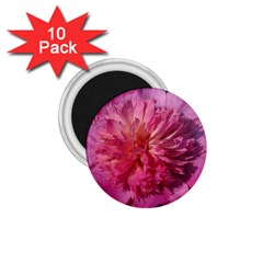 Paeonia Coral 1 75  Magnets (10 Pack) 