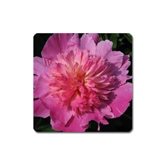 Paeonia Coral Square Magnet by trendistuff