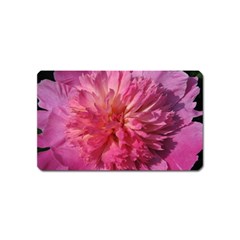 Paeonia Coral Magnet (name Card) by trendistuff