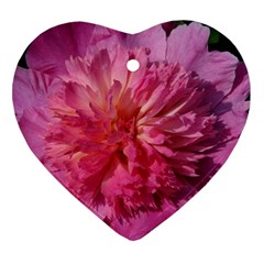 Paeonia Coral Heart Ornament (2 Sides) by trendistuff