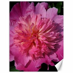 Paeonia Coral Canvas 12  X 16  