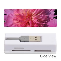 Paeonia Coral Memory Card Reader (stick) 