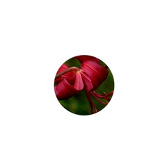 Lilium Red Velvet 1  Mini Magnets by trendistuff