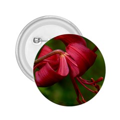 Lilium Red Velvet 2 25  Buttons by trendistuff