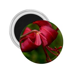 Lilium Red Velvet 2 25  Magnets by trendistuff