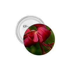 Lilium Red Velvet 1 75  Buttons by trendistuff