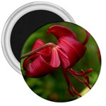 LILIUM RED VELVET 3  Magnets