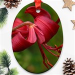 LILIUM RED VELVET Ornament (Oval) 