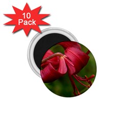 Lilium Red Velvet 1 75  Magnets (10 Pack) 