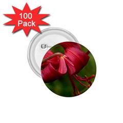 Lilium Red Velvet 1 75  Buttons (100 Pack) 