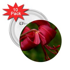 Lilium Red Velvet 2 25  Buttons (10 Pack) 