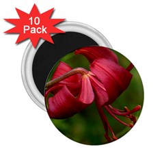 Lilium Red Velvet 2 25  Magnets (10 Pack)  by trendistuff