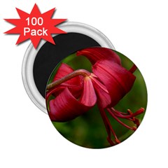 Lilium Red Velvet 2 25  Magnets (100 Pack)  by trendistuff