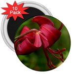 LILIUM RED VELVET 3  Magnets (10 pack) 