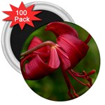 LILIUM RED VELVET 3  Magnets (100 pack)