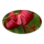 LILIUM RED VELVET Oval Magnet