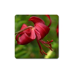 Lilium Red Velvet Square Magnet by trendistuff