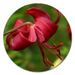 LILIUM RED VELVET Magnet 5  (Round)