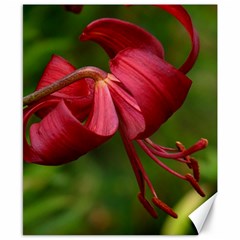 Lilium Red Velvet Canvas 8  X 10  by trendistuff