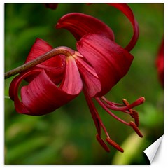 Lilium Red Velvet Canvas 12  X 12   by trendistuff