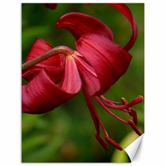 Lilium Red Velvet Canvas 12  X 16   by trendistuff