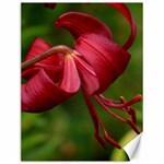 LILIUM RED VELVET Canvas 12  x 16   11.86 x15.41  Canvas - 1