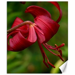 Lilium Red Velvet Canvas 20  X 24   by trendistuff