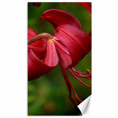 Lilium Red Velvet Canvas 40  X 72   by trendistuff