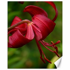 Lilium Red Velvet Canvas 11  X 14   by trendistuff