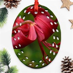 Lilium Red Velvet Ornament (oval Filigree)  by trendistuff