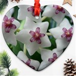 HOYABELLA Ornament (Heart) 