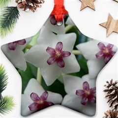 Hoyabella Ornament (star)  by trendistuff