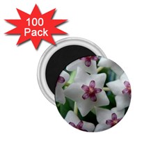 Hoyabella 1 75  Magnets (100 Pack) 