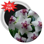 HOYABELLA 3  Magnets (100 pack)